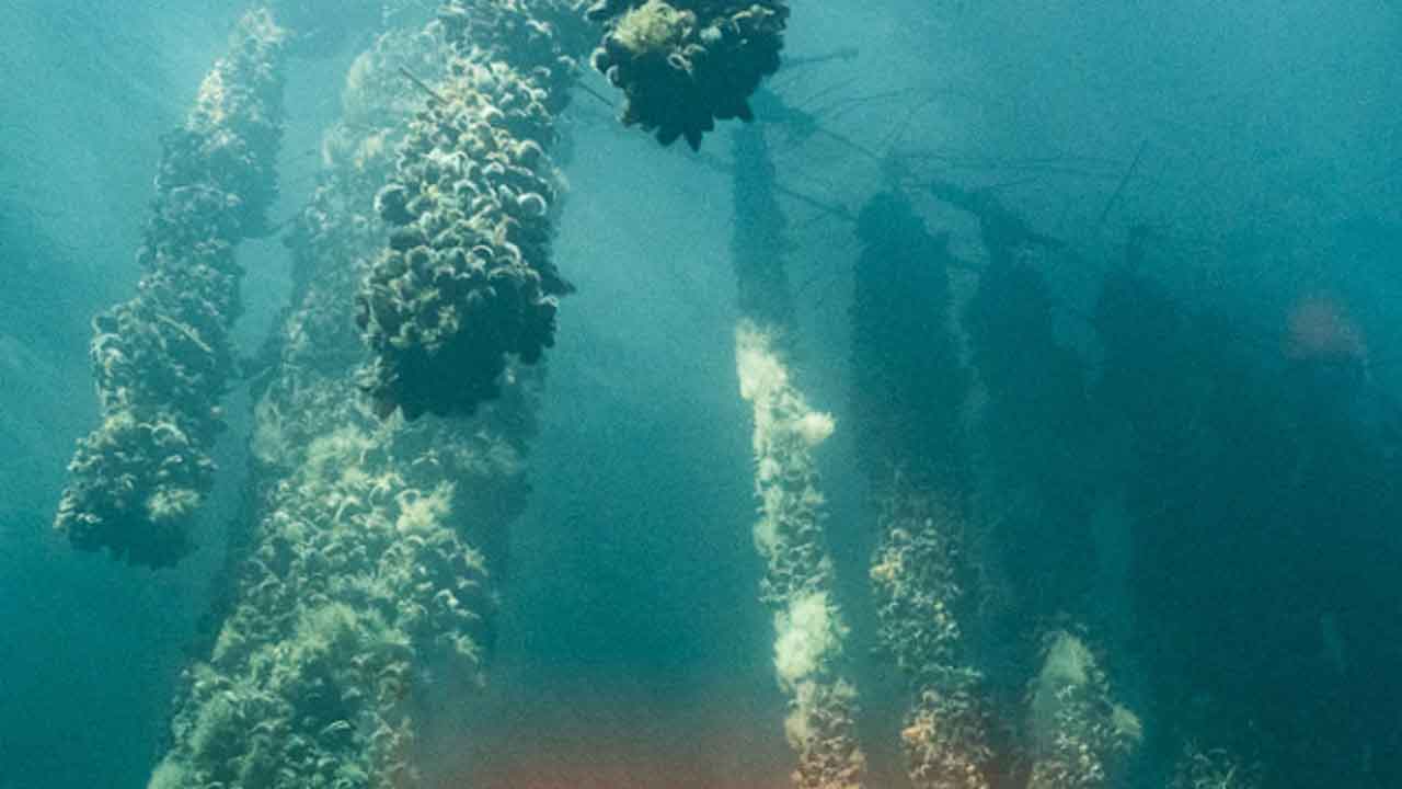 Read more about the article Havhøst »fisker i rørte vande« med trawlforbud og CO2-afgift