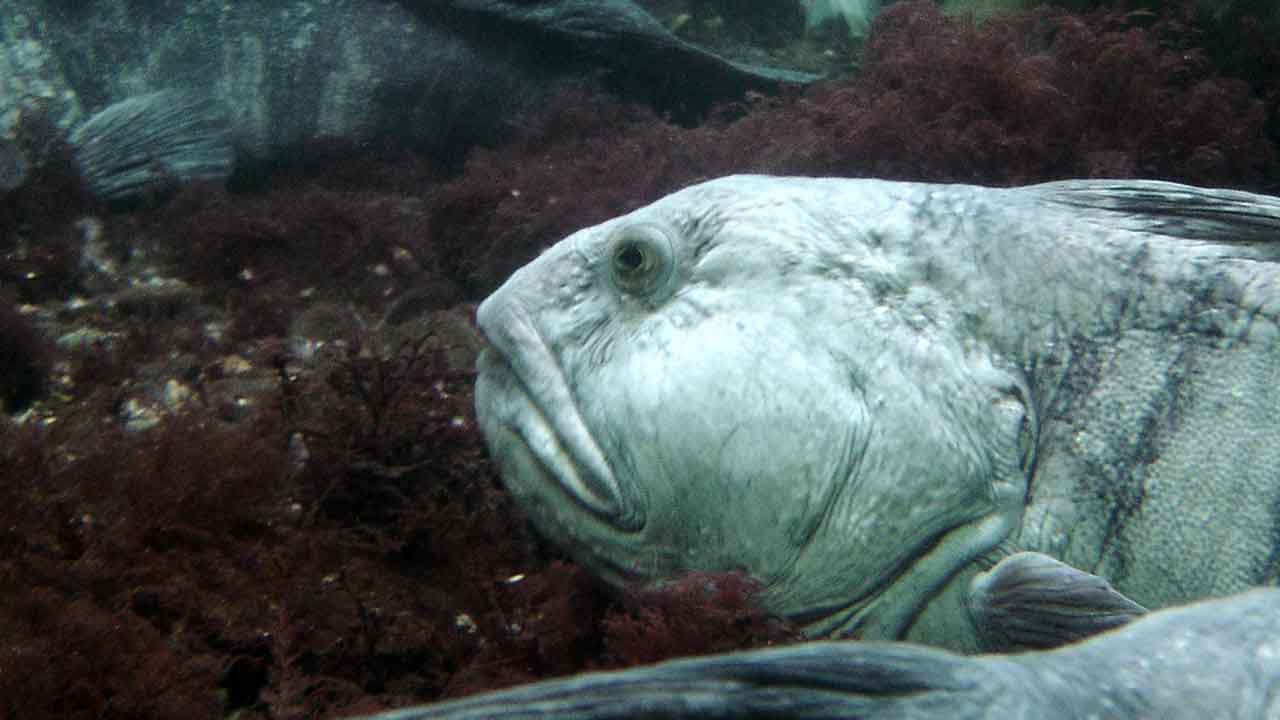 Read more about the article Norsk havforsker vil frede havkatten – for værdifuld til at ende på tallerkenen