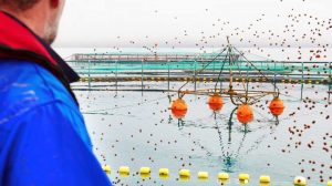 Industrifisken blåhvilling bliver til fiskefoder