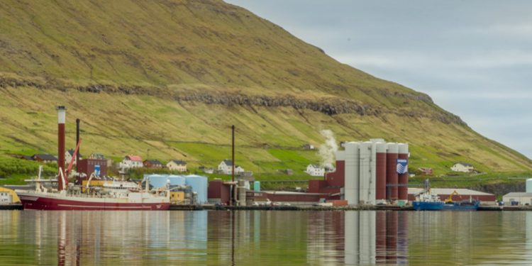 Der er landet både på Færøerne og på Island med største landing på 2.700 tons til Havsbrún i Fuglefjord. foto. Havsbrun