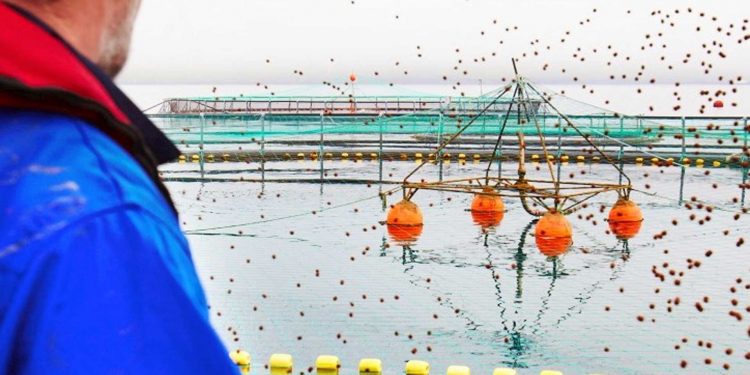 Industrifisken blåhvilling bliver til fiskefoder