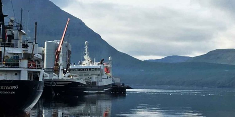 I Fuglefjord har Katrin Jóhanna landet 1.800 tons blåhvilling til Havsbrún efter et godt fiskeri ud for Færøerne foto: Havsbrun