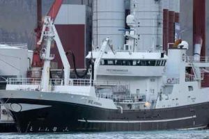 xI sidste uge har det været en særdeles travl uge, især for modtageanlæggene i Fuglafjørður. Her har flåden leveret massive mængder til blandt andet Havsbrún og Pelagos - foto: Kiran J