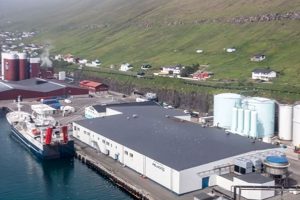 Færøerne: Den blåviolette og sølvglinsende fanges fortsat i rigt mål foto: Havsbrun og Pelagos i Fuglefjord