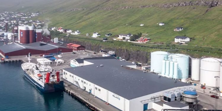 Færøerne: Den blåviolette og sølvglinsende fanges fortsat i rigt mål foto: Havsbrun og Pelagos i Fuglefjord