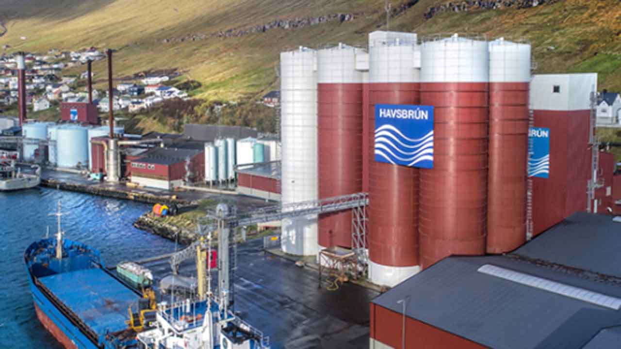 Read more about the article Færøerne: Blåhvillinge-fangster i blandet færøsk novembervejr