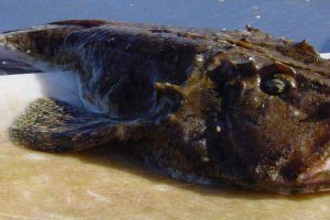 Havtasken - foto: FiskerForum.dk