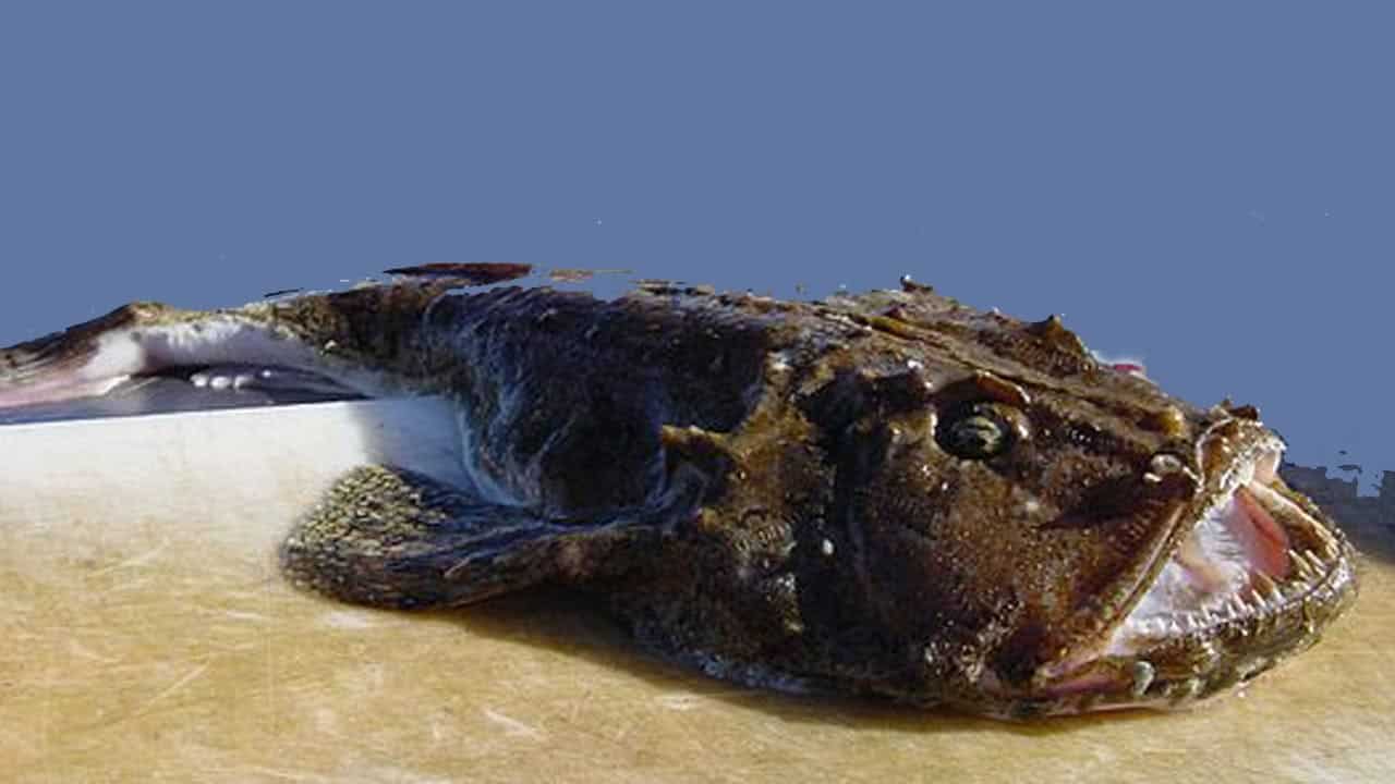 Read more about the article Færøerne: Verdens grimmeste fisk landes på den Nordatlantiske ø-gruppe
