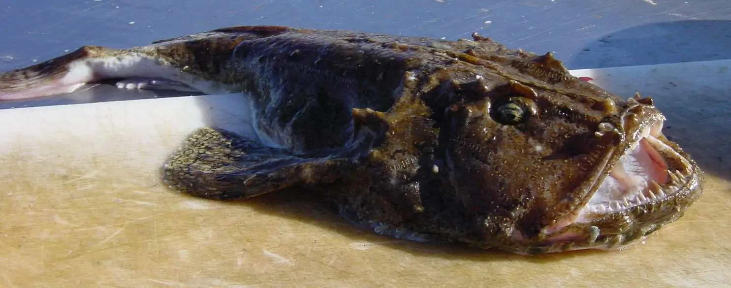 Read more about the article Færøerne: Verdens grimmeste fisk fanges på dybt vand