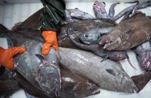 Fiskeselskabet Polar Seafood Greenland har stævnet det grønlandske selvstyre over et drastisk kvoteskifte på hellefisk. foto: Naalakkersiusut