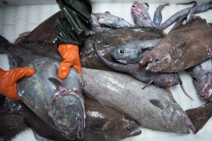 Fiskeselskabet Polar Seafood Greenland har stævnet det grønlandske selvstyre over et drastisk kvoteskifte på hellefisk. foto: Naalakkersiusut