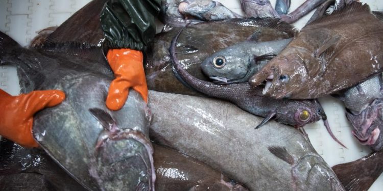Fiskeselskabet Polar Seafood Greenland har stævnet det grønlandske selvstyre over et drastisk kvoteskifte på hellefisk. foto: Naalakkersiusut
