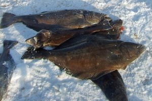 Færøerne: Den store »fladfisk« landes også på Færøerne