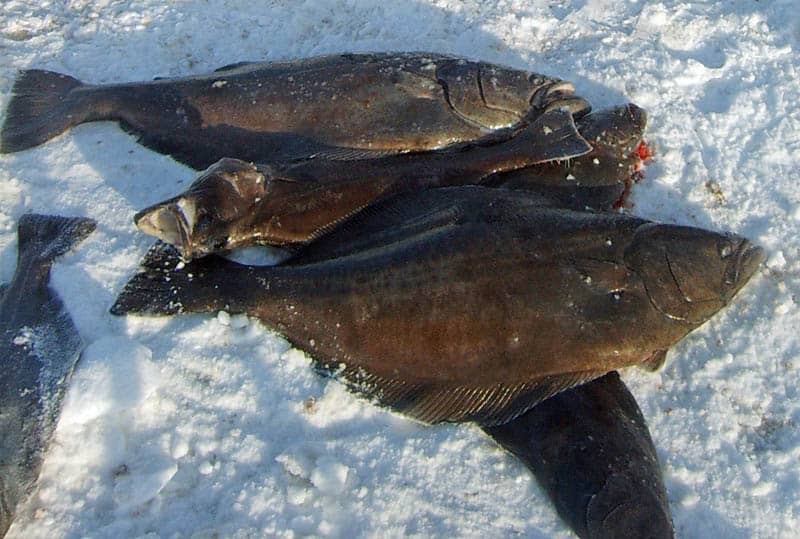 Read more about the article Færøerne: Den store »fladfisk« landes også på Færøerne