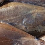 Hellefisk - Naalakkersuisut
