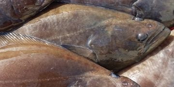 Hellefisk - Naalakkersuisut