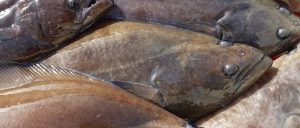 Fra årsskiftet har en ny fiskerilov i Grønland givet røre i fiskesektoren. foto: Naalakkersiusut