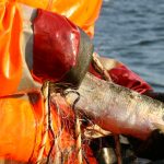 Blandt andet denne DTU Aqua-rapport nr. 434-2023 omkring Fangst og bifangst i garnfiskeri efter helt i Ringkøbing Fjord. foto. DTU