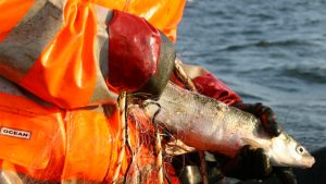 Blandt andet denne DTU Aqua-rapport nr. 434-2023 omkring Fangst og bifangst i garnfiskeri efter helt i Ringkøbing Fjord. foto. DTU