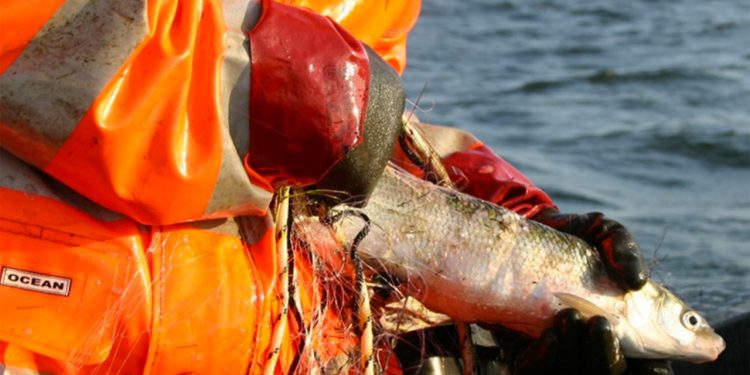 Blandt andet denne DTU Aqua-rapport nr. 434-2023 omkring Fangst og bifangst i garnfiskeri efter helt i Ringkøbing Fjord. foto. DTU