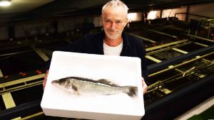 Når baggrunden er lidt mørk, er det fordi sandarten trives bedst sådan. Henning Priess viser stolt det frem, han også kalder for en faglig bedrift – en smuk sandart. Foto: AquaPri.