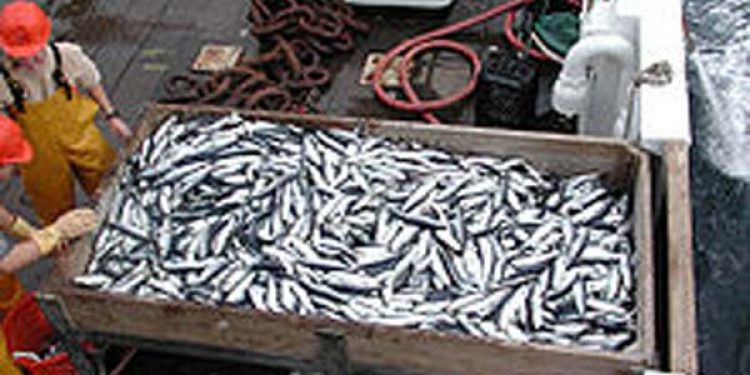 EU tæt på sanktioner mod Færøerne.  foto: silde fangst  Fotograf :  European Commission