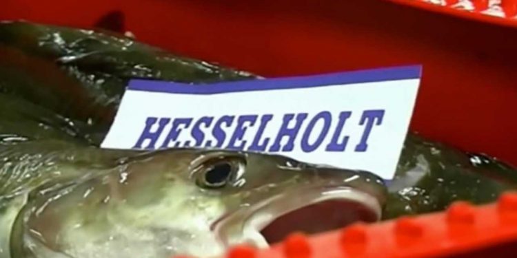 Fiskeindustrien i Hanstholm er hårdt ramt