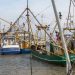 Et forældet sikkerhedsforbud mod krigstidsminer har fra den ene dag til den anden lagt hesterejefiskeriet på Rømø øde. Ifølge formanden for Sydvestjysk Fiskeriforening misbruger Danmarks Naturfredningsforening en uafklaret lovgivning til at stoppe trawlfiskeriet – på trods af, at de gamle bomber for længst er ufarlige. Han kræver nu en hurtig indgriben fra myndighederne side, før det koster samfundet på Rømø dyrt. foto: Rømø Havn