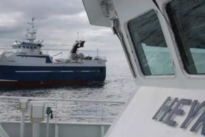De færøske trawlere der partrawler efter sej for tiden, lander fornuftige fangster, blandt andet i Runavik, Hvalba og klaksvik foto: fiskur.fo / FS