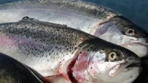 Skandaleramt havbrug skifter navn og kurs efter retssag foto: FiskerForum.dk