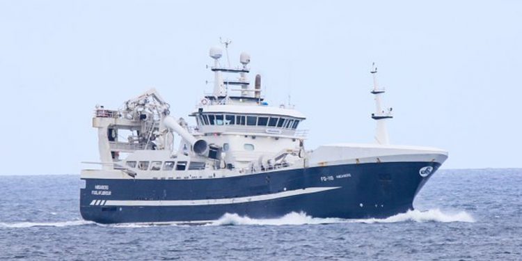 Tilsvarende landede den færøske trawler **Høgaberg** en last på 1.600 tons lodde, også i Fáskrúðsfirði, som de havde fisket ud for Island. foto: Kiran J