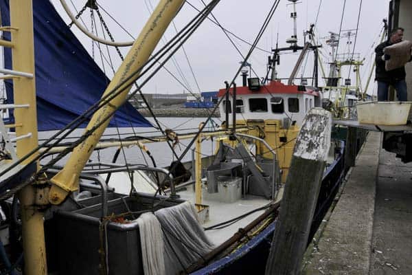 Read more about the article Mindre invasion af Hollandske bomtrawlere i Hvide Sande Havn