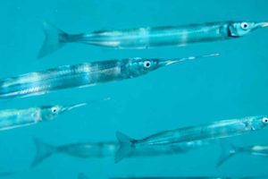 Lystfiskere landet over har allerede gang i fangsten af hornfisk – og ifølge nye tal er de populære fisk dukket op tidligere end normalt i år. foto: Fiskepleje.dk