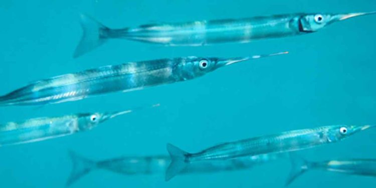 Lystfiskere landet over har allerede gang i fangsten af hornfisk – og ifølge nye tal er de populære fisk dukket op tidligere end normalt i år. foto: Fiskepleje.dk