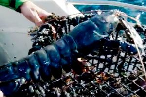 Norsk hummerfilm på YouTube  Foto: hummerfiskeri i Norge