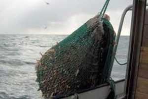 Danske hummerfiskere frustrerede over tyske fiskeres fangster i det lukkede område i Kattegat.  Hummerfangst i Kattegat  Fotograf: BrianV