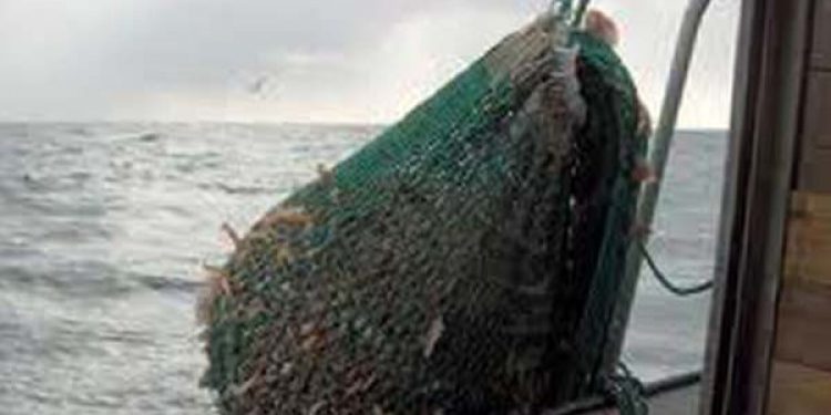 Danske hummerfiskere frustrerede over tyske fiskeres fangster i det lukkede område i Kattegat.  Hummerfangst i Kattegat  Fotograf: BrianV