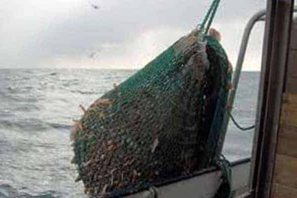 Read more about the article Danske hummerfiskere frustrerede over tyske fiskeres fangster i det lukkede område i Kattegat