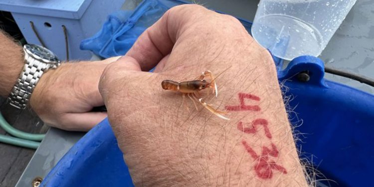 Tusindevis af hummeryngel sat ud på stenrev i Jammerbugten foto Niels Skipper Nordsoeposten