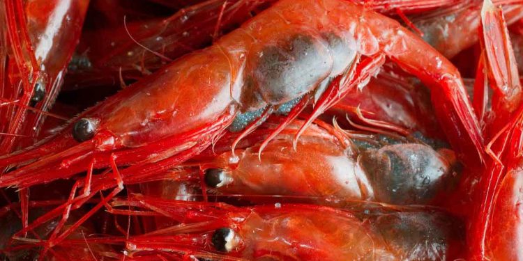 Ny norsk forskning viser, at rejelarver fra én fjord kan drive langt med kyststrømmene, før de slår sig ned på havbunden. Det betyder, at rejerne i de nordnorske fjorde sandsynligvis hænger tæt sammen som én stor bestand. foto: Øystein Paulsen Hi.No