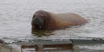 Når det arktiske havpattedyr, »Freya« søger land, er det efter indtagelsen af store mængder føde, hvorefter hun finder en passende base foto: FiskerForum.dk