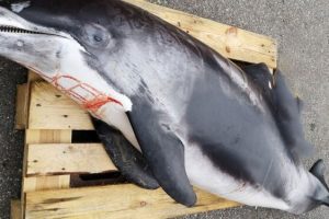 Velvoksen Delfin dissekeres hos Nordsøen Oceanarium på onsdag. foto: Hvidnæse Delfin - Nordsoen Oceanarium