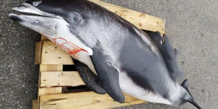 Velvoksen Delfin dissekeres hos Nordsøen Oceanarium på onsdag. foto: Hvidnæse Delfin - Nordsoen Oceanarium