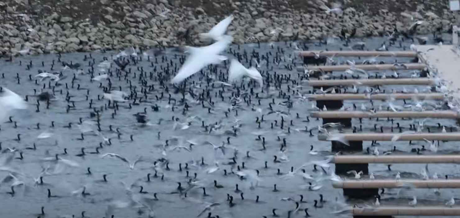 I ferskvandsmiljøer er det veldokumenteret, at skarvens prædation kan have en negativ effekt på stationære fiskebestande, selv i tilsyneladende sunde og økologisk værdifulde levesteder. Flere studier peger på, at prædation på især unge fisk kan påvirke bestandene markant. foto: snapshot facebook 