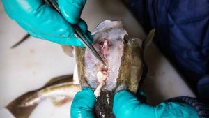 Derudover skal forsøgsfiskenes gæller, hypofyse, muskelvæv og øresten undersøges for at gøre os klogere på, hvad blot lidt nedsat ilt i vandet betyder for vores fisk.  foto: DTU Aqua