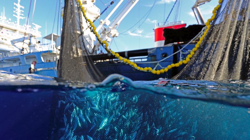 Skippers' Guidebook to Sustainable Purse Seine Fishing Practices