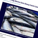 De danske fiskere står over for et 2027 med både markant fremgang og voldsom tilbagegang. Mens rådgivningen for nordsøsild stiger med 38 procent, lægger ICES op til en reduktion i brislingefiskeriet på hele 65 procent. foto: ICES