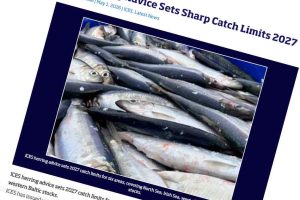 De danske fiskere står over for et 2027 med både markant fremgang og voldsom tilbagegang. Mens rådgivningen for nordsøsild stiger med 38 procent, lægger ICES op til en reduktion i brislingefiskeriet på hele 65 procent. foto: ICES
