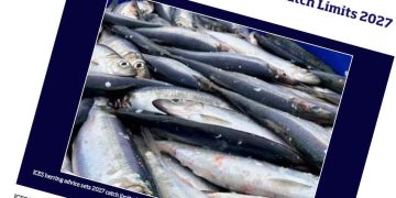 De danske fiskere står over for et 2027 med både markant fremgang og voldsom tilbagegang. Mens rådgivningen for nordsøsild stiger med 38 procent, lægger ICES op til en reduktion i brislingefiskeriet på hele 65 procent. foto: ICES