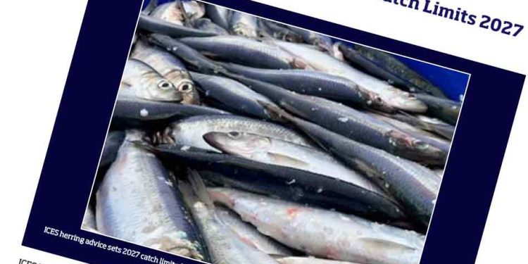 De danske fiskere står over for et 2027 med både markant fremgang og voldsom tilbagegang. Mens rådgivningen for nordsøsild stiger med 38 procent, lægger ICES op til en reduktion i brislingefiskeriet på hele 65 procent. foto: ICES